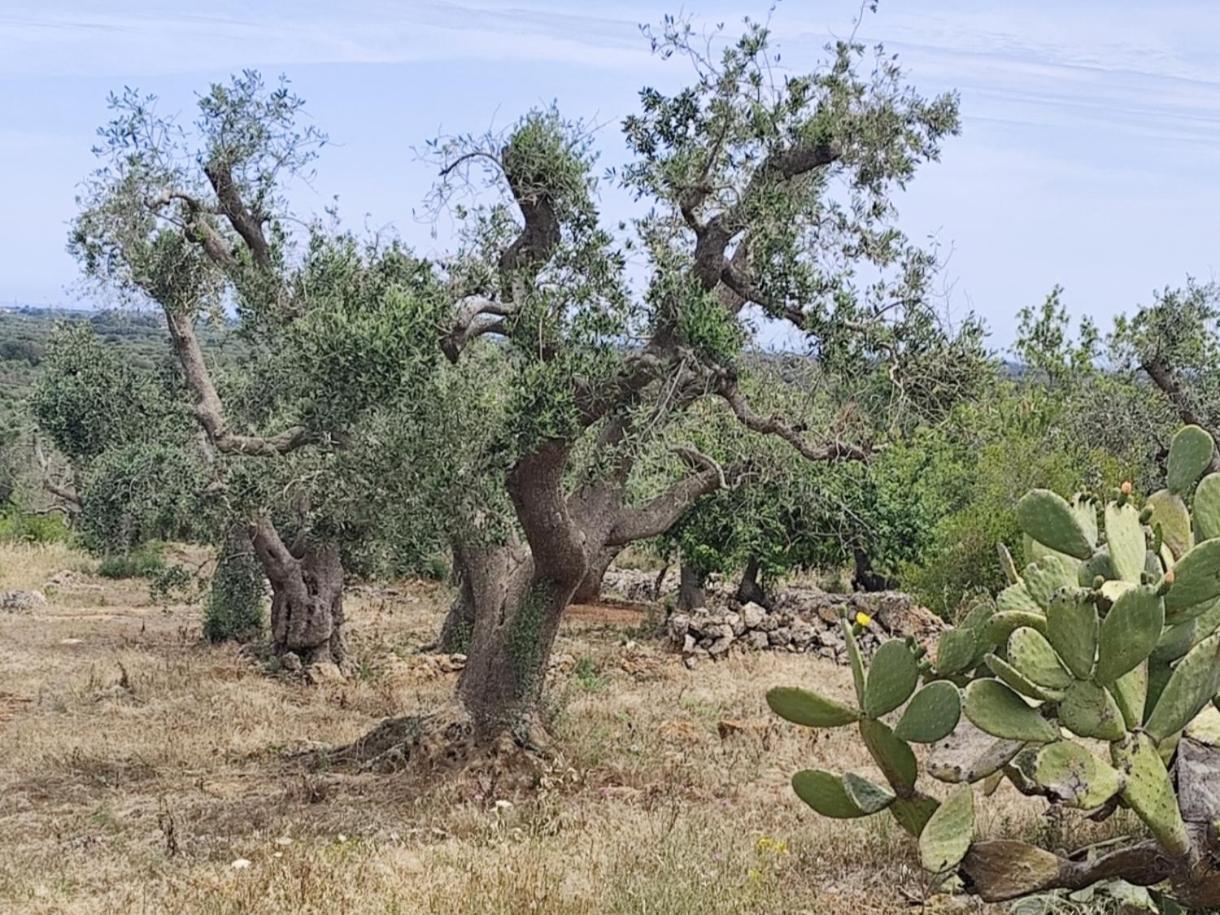Casa Iris Villa Ostuni Luaran gambar